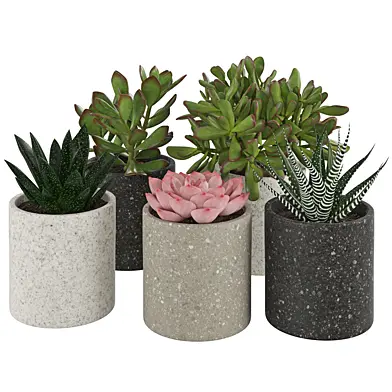Houseplant 65