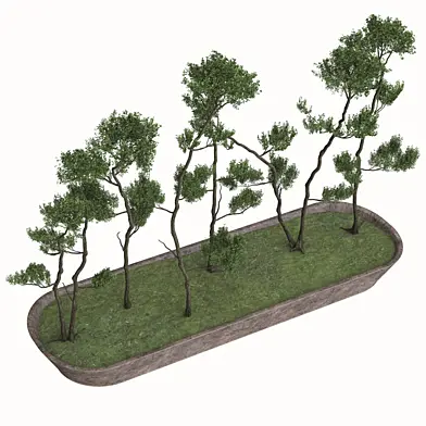 Bonsai Tree Pot