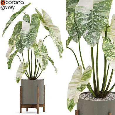Plants collection 524