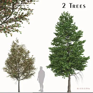 Set of Liquidambar formosana Trees (Formosan gum) (2 Trees)