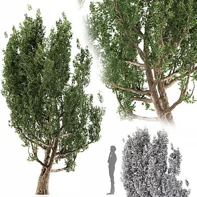 Black alder tree
