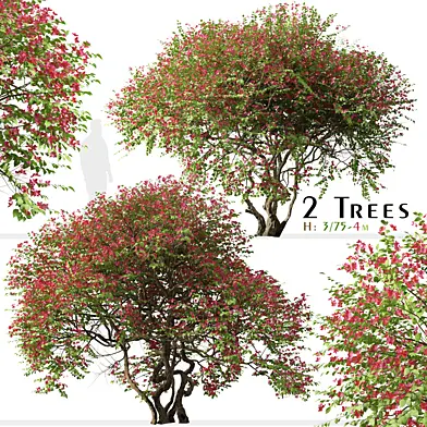 Set of Bougainvillea spectabilis Tree (Santa Rita) (2 Trees)