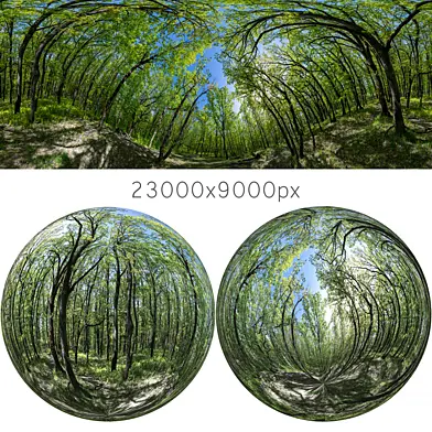 HDRI карта из дубового леса
