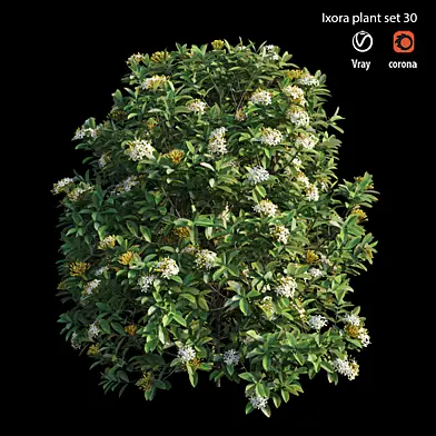 Ixora plant set 30