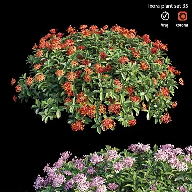 Ixora plant set 34