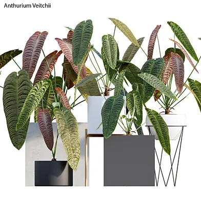Anthurium Veitchii