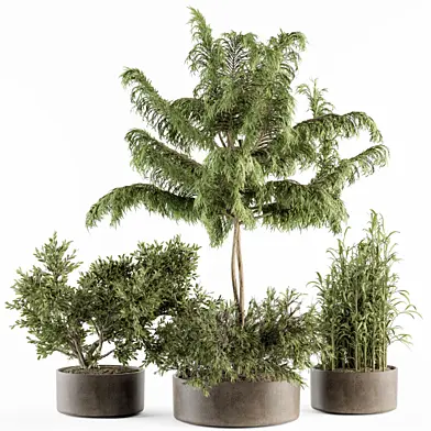 Outdoor Plant Set 230 - Plant in Pot Set