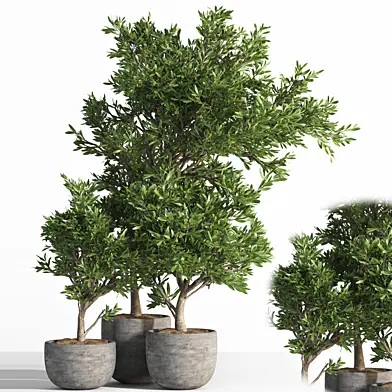 Outdoor Plant Set 02