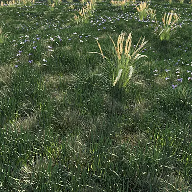 Grass Pack 1
