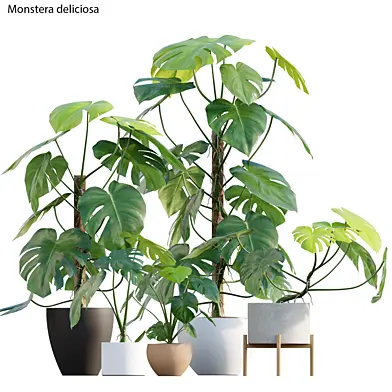 Monstera deliciosa