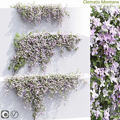 Clematis Montana #1