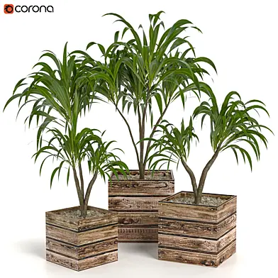 Houseplants 09