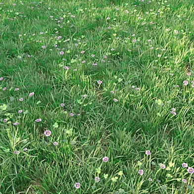 grass for landscape 13