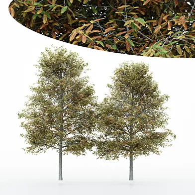 2diffrent tree Shingle-Oak_Fall