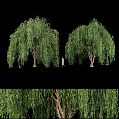 collection willow trees vol 7