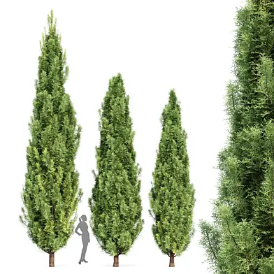 Mediterranean Cypress