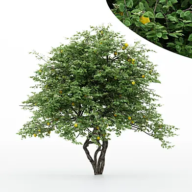 5diffrent tree Lemon_Fruit