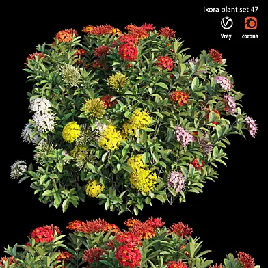 Ixora plant set 47