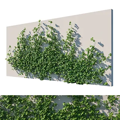 Vitis Coignetiae vines 04