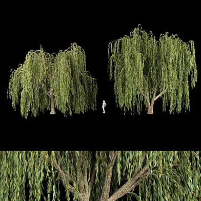 collection willow trees vol12
