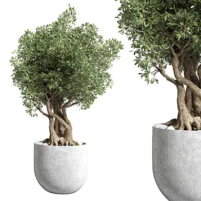 Outdoor plant 42 pot tree  concrete vase