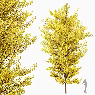 Maidenhair Tree Ginkgo Biloba Fall Gardens