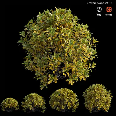Croton plant set 13