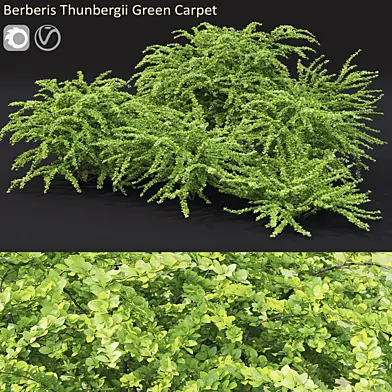 Berberis green Carpet #2