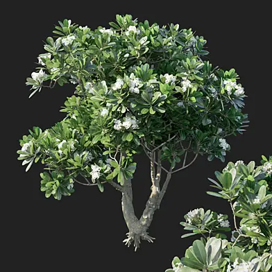 Plumeria Obtusa