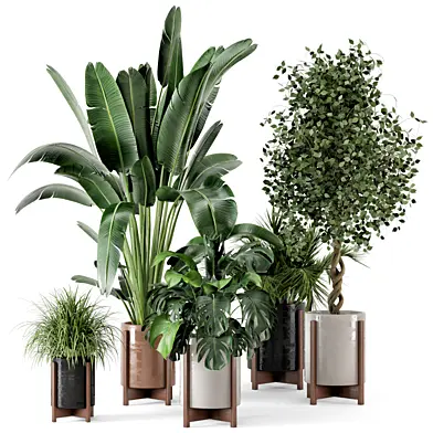 Indoor Plants in Wooden Pot - Set 211