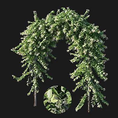 Combretum indicum 03
