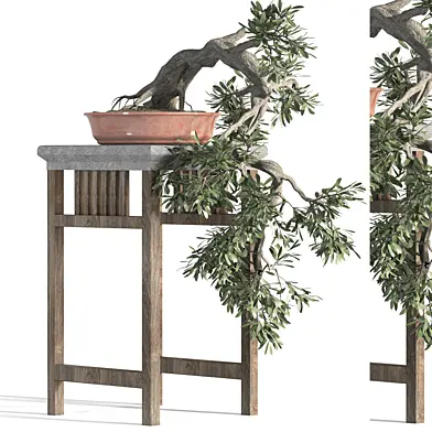 bonsai-01