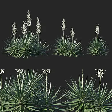 Agave sisalana