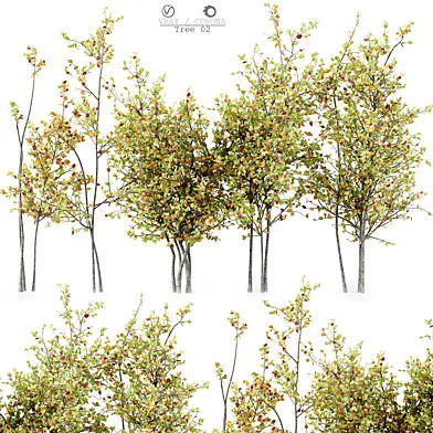 Tree 02