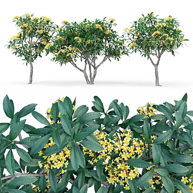 Плюмерия (Plumeria rubra)