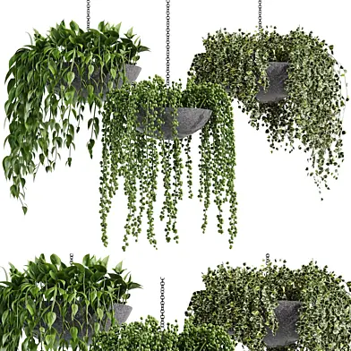 Indoor plant collection 13