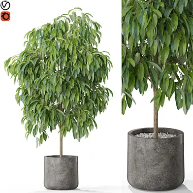 Plants collection 577