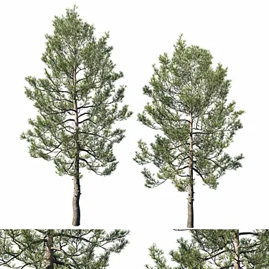 Cedrus Deodara 02