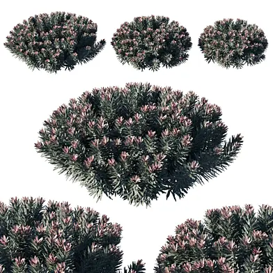 Euphorbia  Blackbird 02