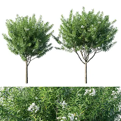 Nerium Oleander Collection 03
