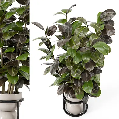 Indoor Plants  in rusty Concrete Pot - Set 268