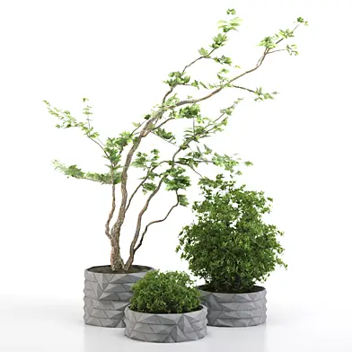 outdoor plant13