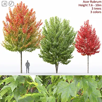Acer