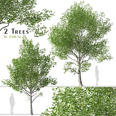 Set of Betula utilis Trees ( Himalayan Birch ) ( 2 Trees )
