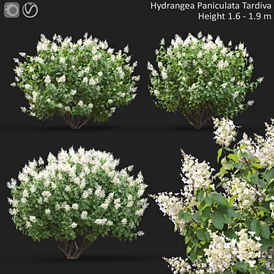 Hydrangea Paniculata