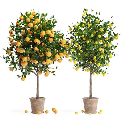Indoor plant collection 21