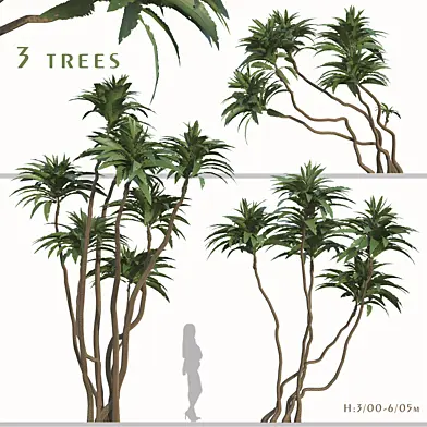 Set of Ficus pseudopalma Trees ( Philippine fig ) ( 2 Trees )