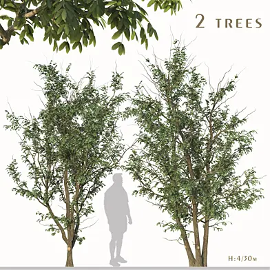 Set of Gleditsia Triacanthos Trees ( Thorny honeylocust ) (2 Trees)