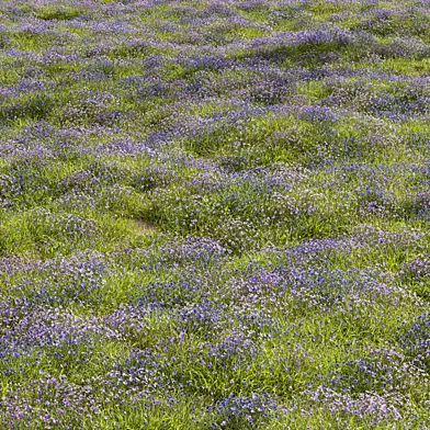 Meadow Lawn Grassland Set 015