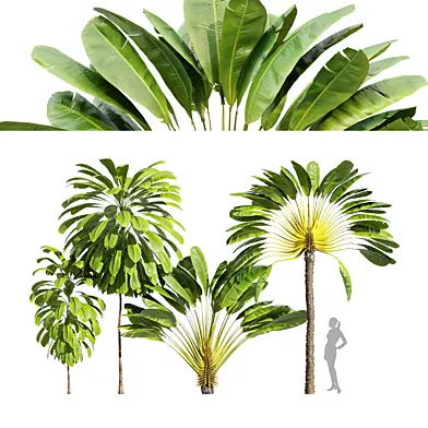 4tree-Ravenala Madagascariensis Travelers Broad Leaved Palm